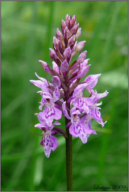 Dactylorhiza maculata ssp. fuchsii ?